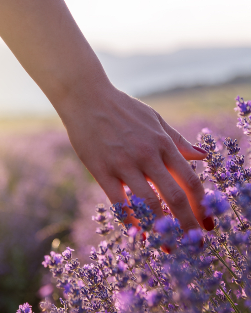 Woman's hand grazing lavender plants